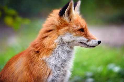 Fox pest. Things To Know About Fox pest. 